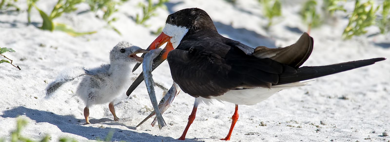 Black Skimmer feeding baby on beach