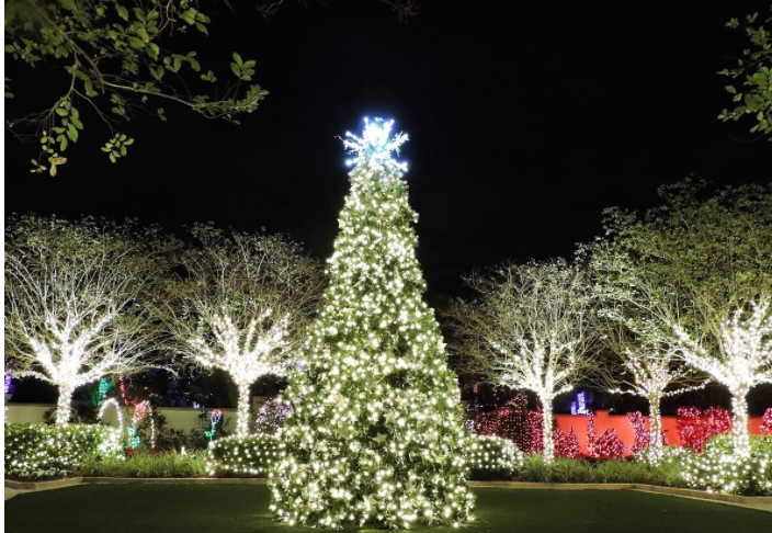 Lighted Holiday Tree Picture (PNG)
