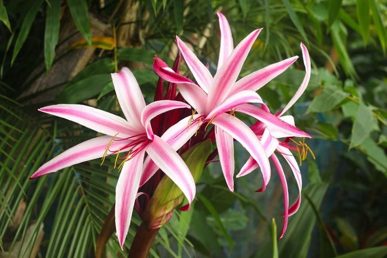 Queen Emma Crinum Lily