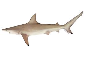 Blacktip Shark