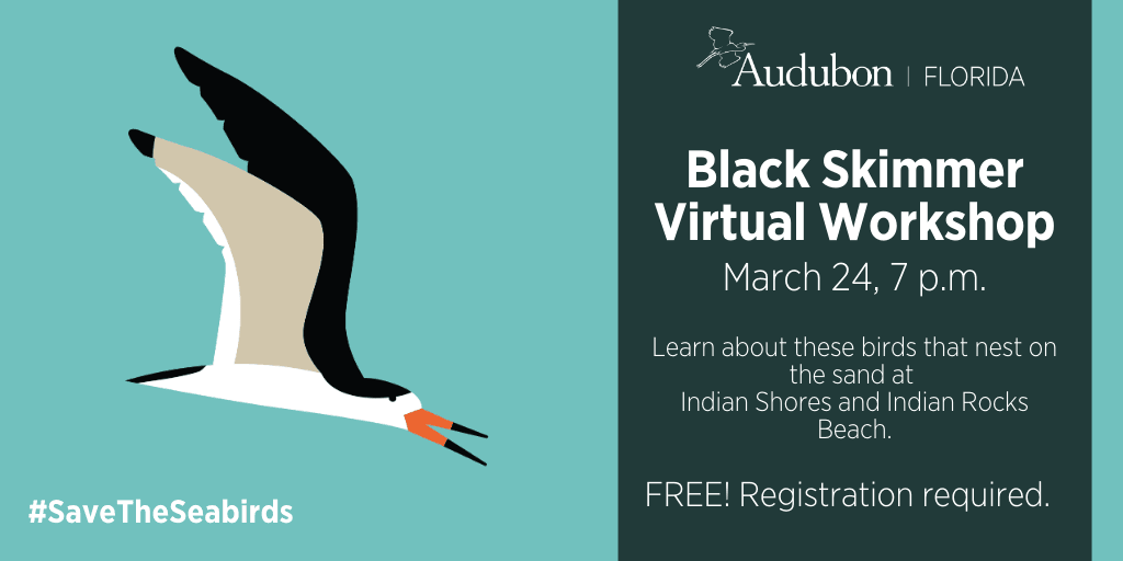 Indian Shores Black Skimmer Virtual Workshop Announcement